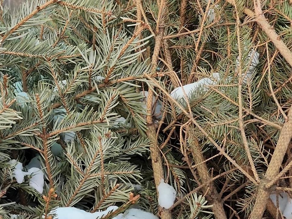 Клещи, лосиные мухи и тля вместо шариков: как елки превращаются в биологическое оружие