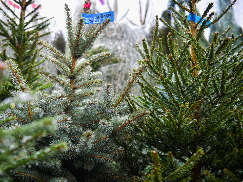 Ели, пихты и «эко-варианты»: где в Химках купить новогоднее дерево