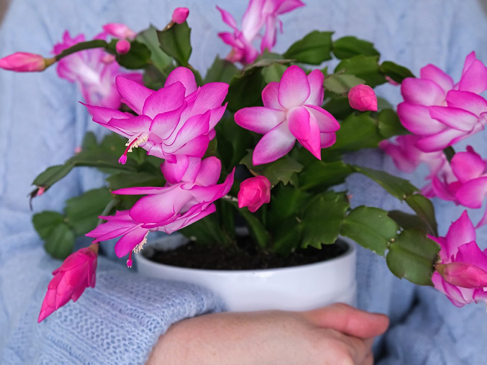 Декабрист еще не цветет? Шоковая терапия за 10 дней вернет бутоны как по волшебству