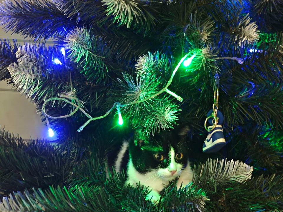 Новый год глазами кота: зачем люди приносят в дом это зеленое чудовище и украшают его мышками