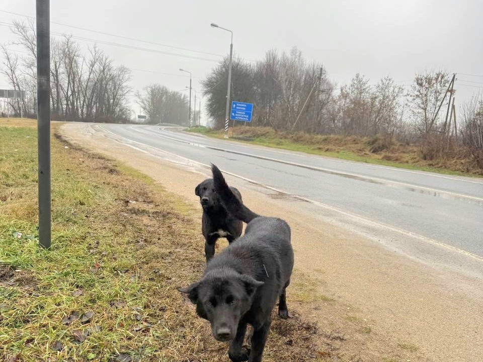 Брошенных на дороге собак-близнецов хотят снова вернуть на обочину после передержки
