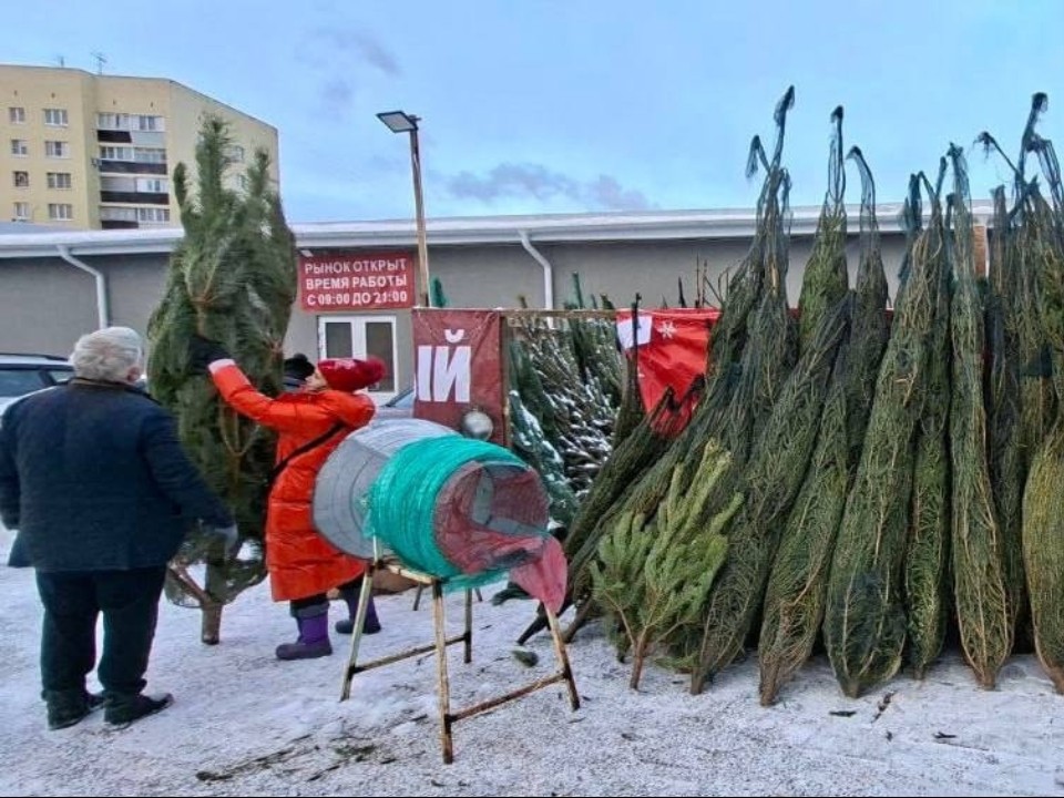Где купить елку в Истре в последний день: пять адресов, где продают новогодних красавиц