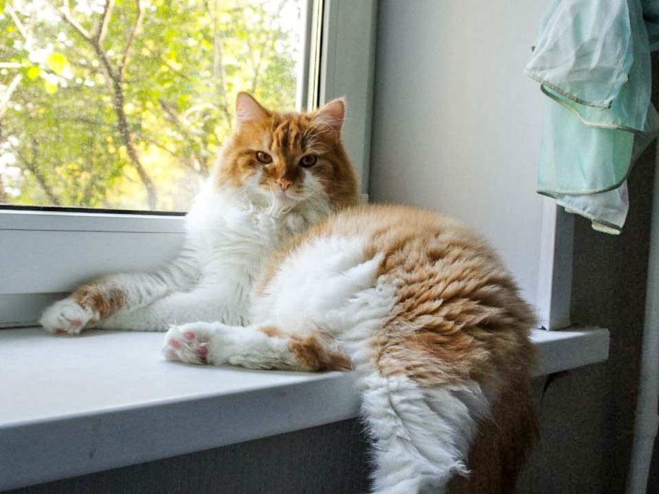 Чем могут быть опасны домашние животные