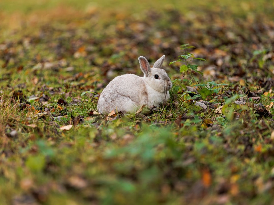 В Дубне жители встретили спешащего по своим делам белоснежного зайца
