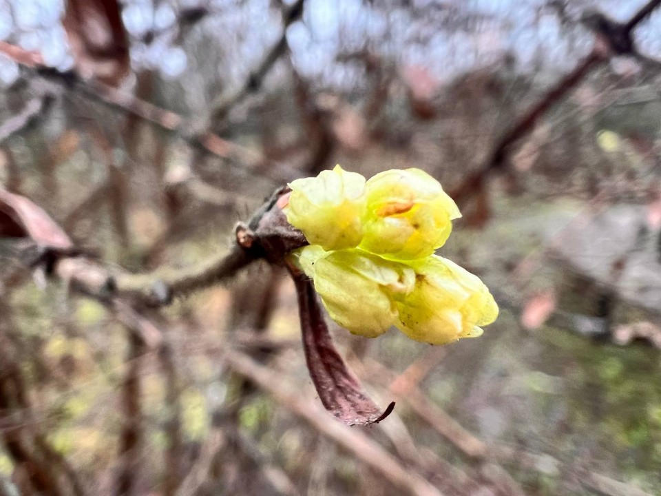 «Не в мае, а в декабре»: в Балашихе зацвела жимолость