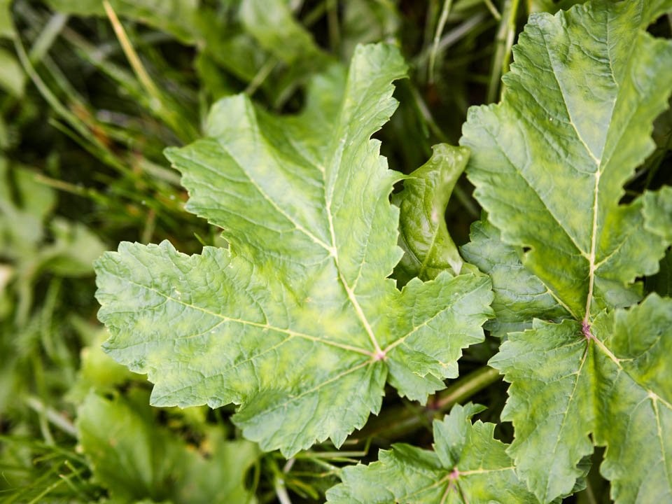 Революционный сценарий: назван принципиально новый способ борьбы с борщевиком Сосновского