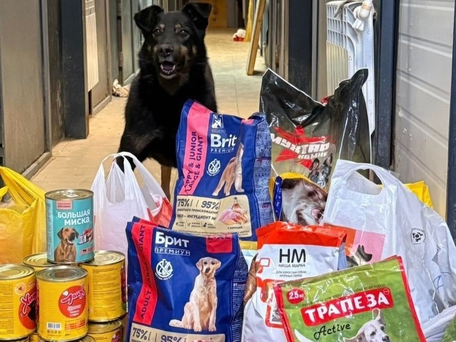 Воскресенские школьники собирают корм и вещи для бездомных животных
