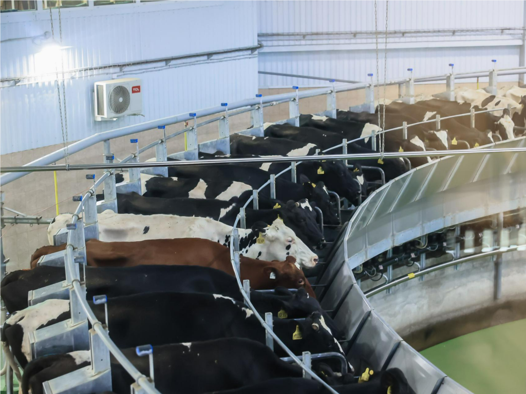 Корова с фитнес-трекером: как цифровые решения увеличивают надои в Подмосковье