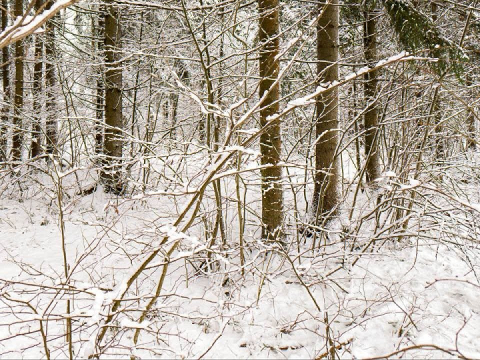 Магнитная буря 30 декабря: состояние метеозависимых может ухудшиться утром и вечером