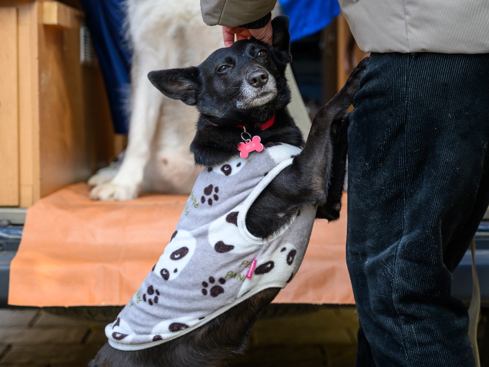 В Клину устроят бесплатную новогоднюю вечеринку для владельцев собак