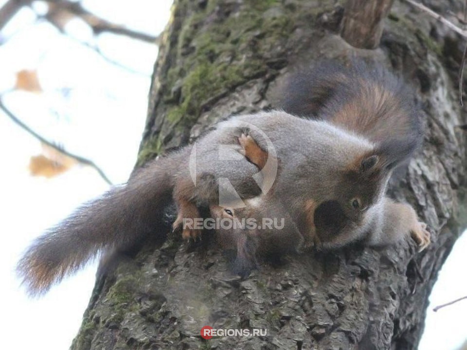 Ожесточенную схватку двух белок сфотографировали в «Лосином острове»