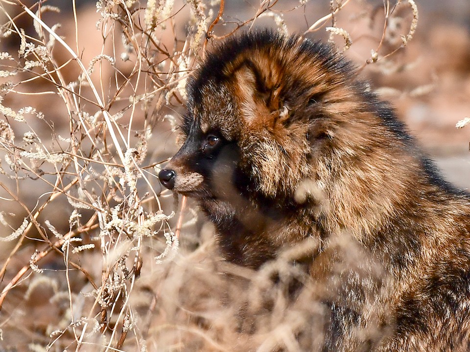 Чупакабру обнаружила на своем участке дачница из Подмосковья