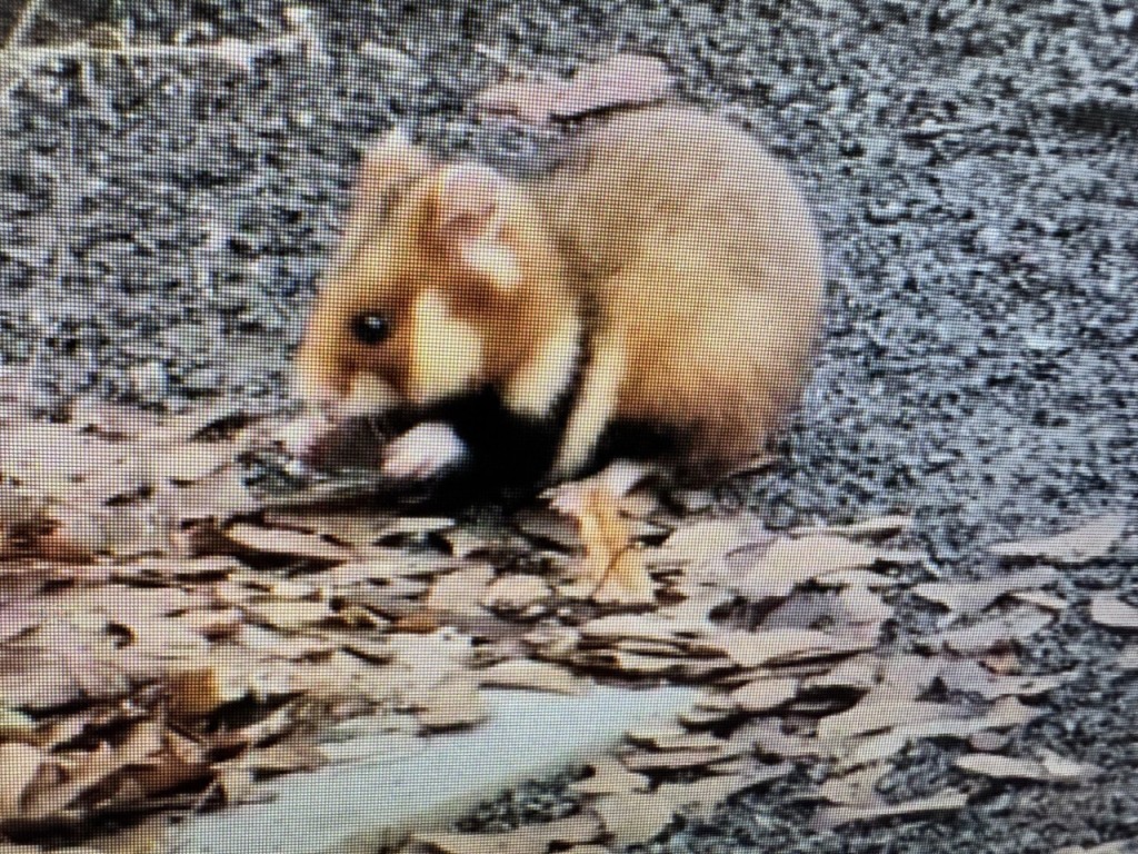 В парке Чернышева замечен дикий и неуравновешенный хомяк