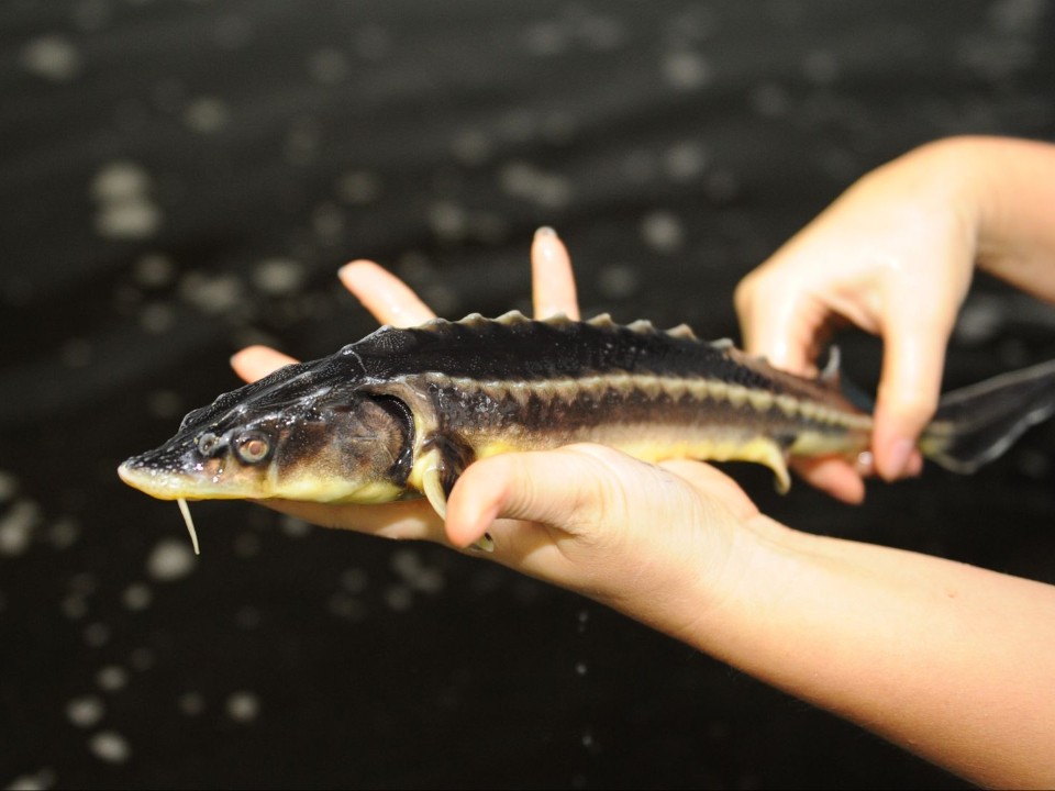 Осетрина на каждый стол: такая реальность уже близко, и вот почему