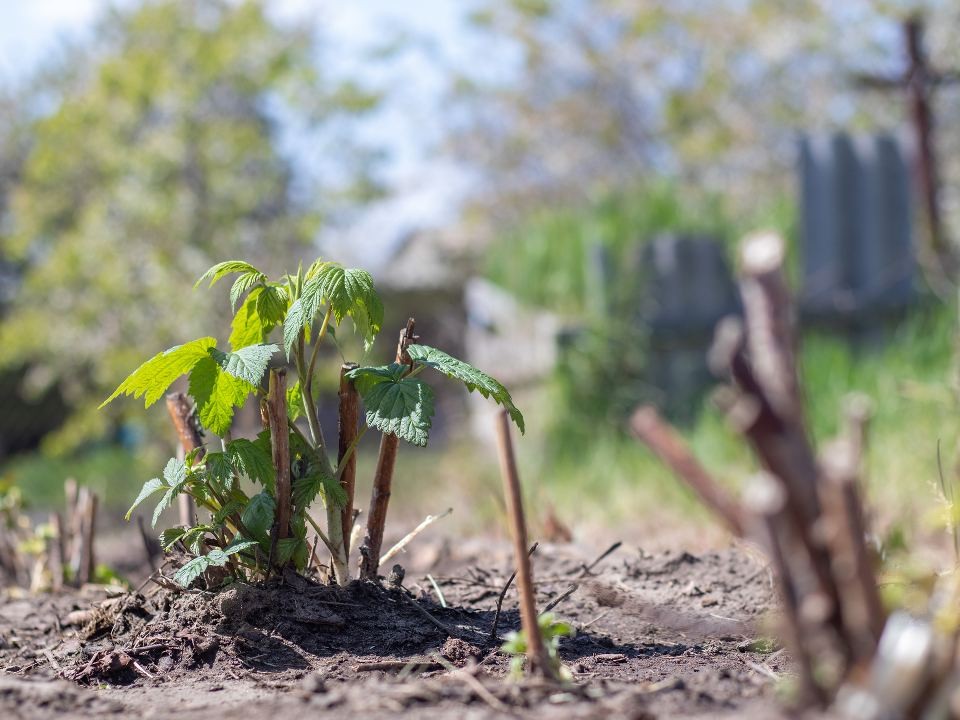Ягода-малинка на даче: агроном из Электростали научил сажать капризные сорта