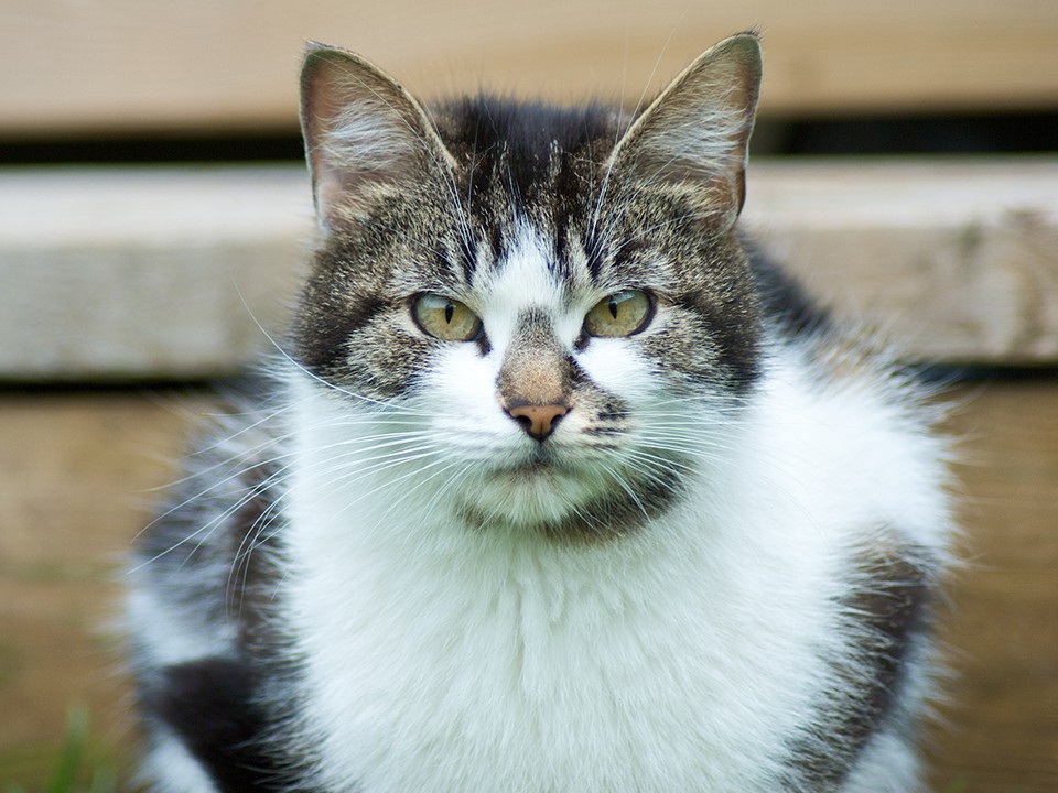 Кот-болтун ищет хозяев в Тимонове