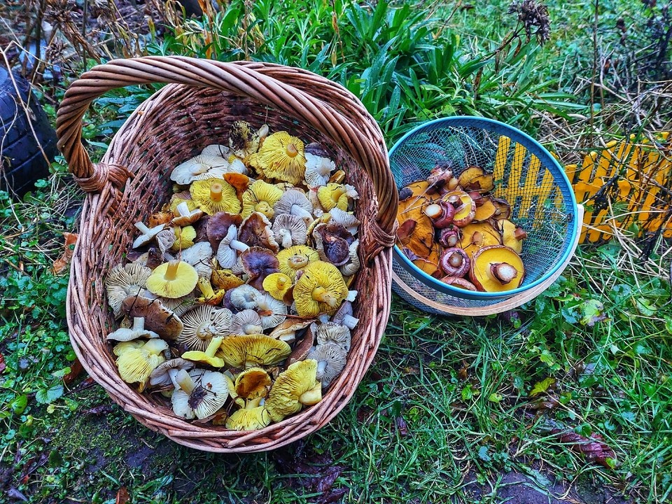 «Пострадали от заморозков, но держатся»: грибники из Луховиц радуются урожаю серух и гигрофор