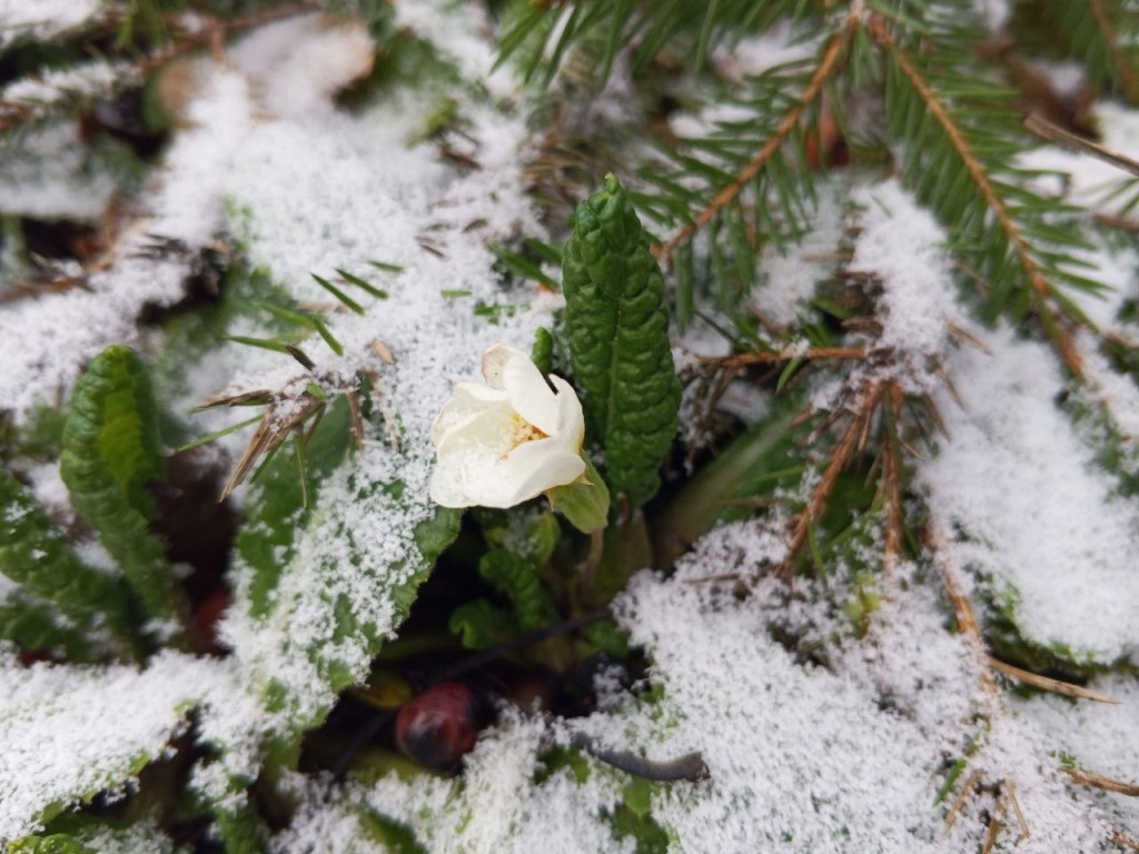 Примула «почувствовала» весну и зацвела в декабре в Егорьевске