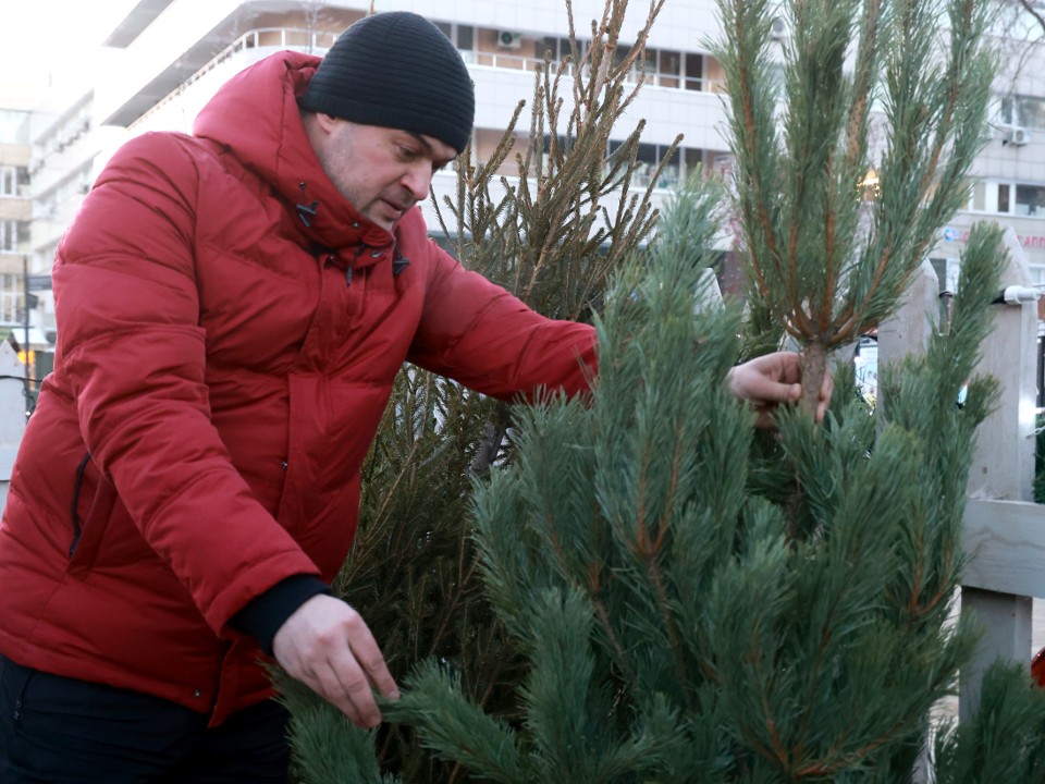 Каких вредителей можно принести в дом вместе с живой елкой