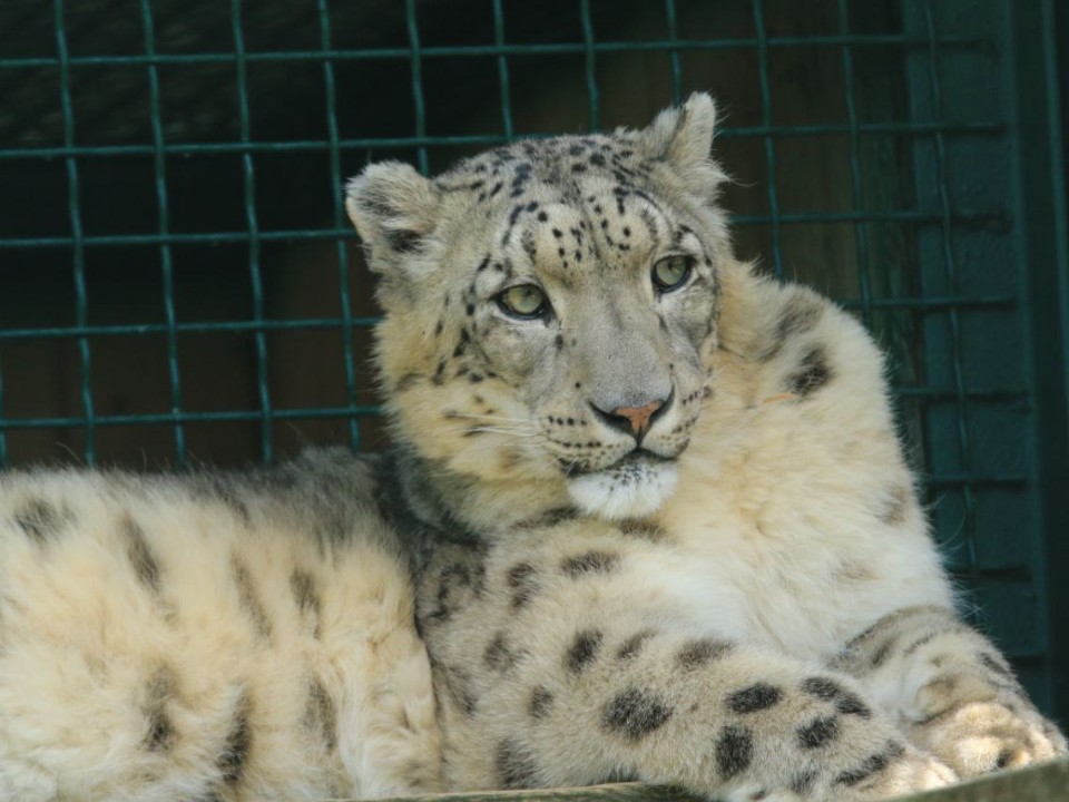 Развод и смена партнеров: в Подмосковье распалась пара снежных барсов
