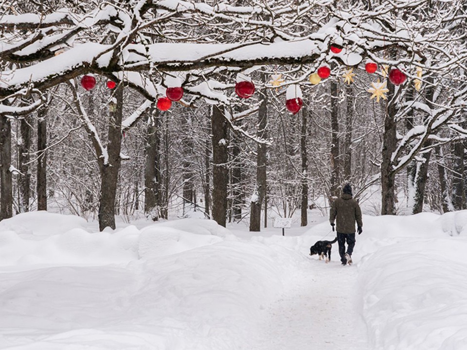 Собака позволит привести холестерин в норму: врач из Пушкино