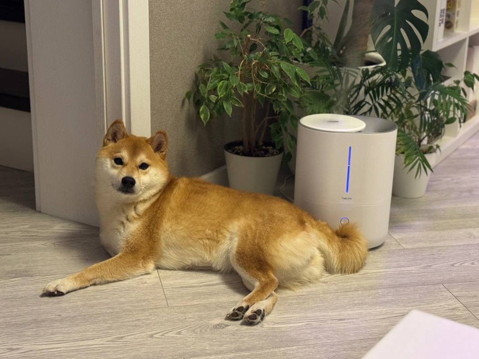 Цветущий «яд» на окне: какие растения нельзя держать дома, где живут кошки и собаки