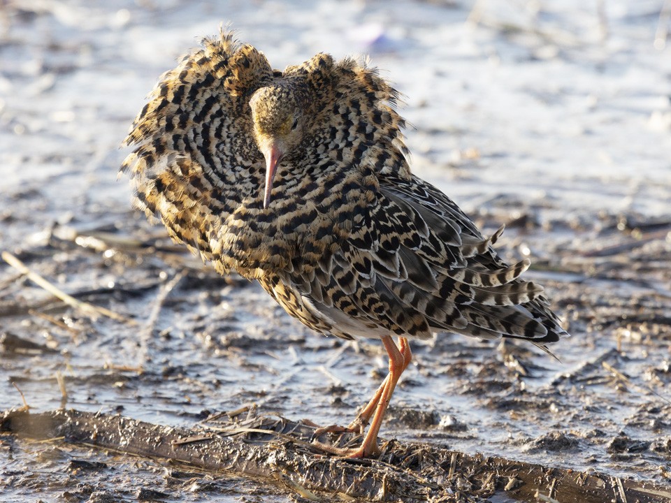 Посмотрите на него: в «Лосином острове» замечена уникальная птица из Красной книги