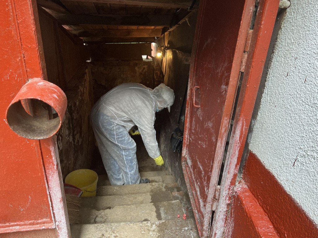 Правильно выбрать стратегию и средства: как навсегда избавиться от мышей в доме и на даче