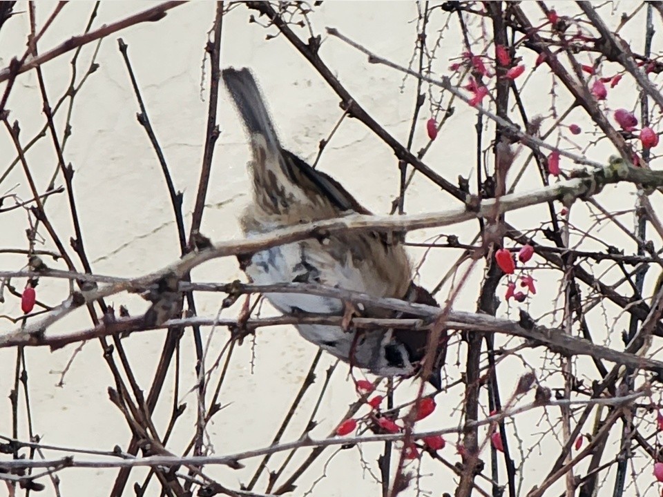 Сойкин день 11 декабря: что нельзя делать, чтобы не потерять удачу