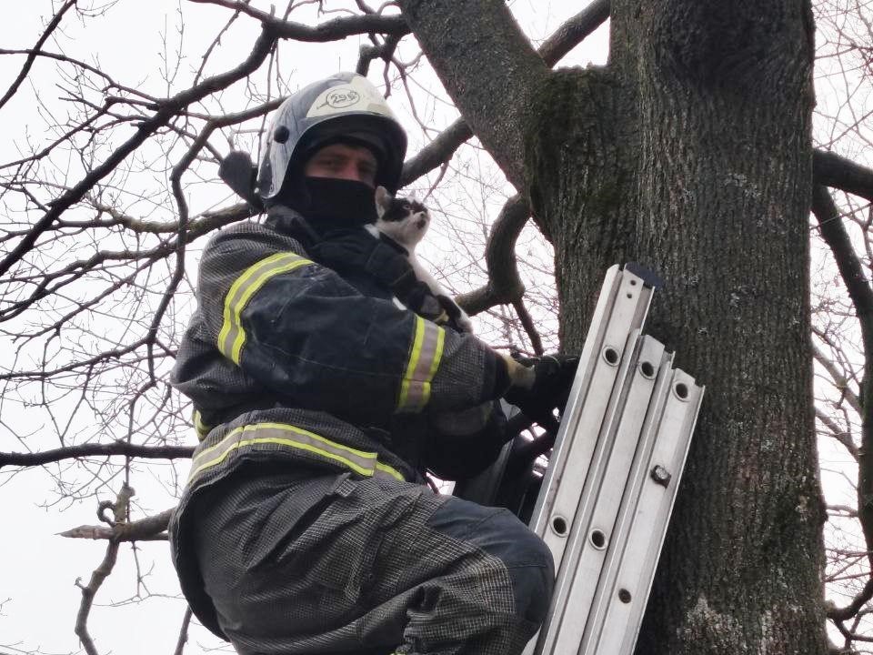 От дерева до объятий: финал приключения бездомного кота, который решил покорить вершину