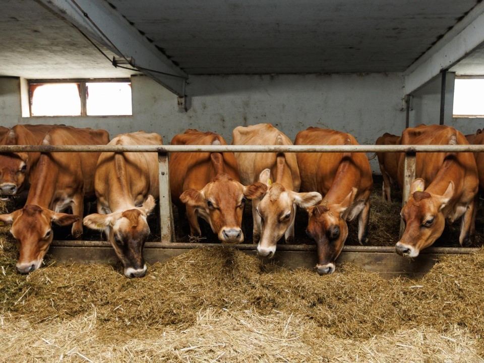 Для фермеров и кооперативов Подмосковья: как подать заявку на грант до ₽30 млн и возместить 60% затрат