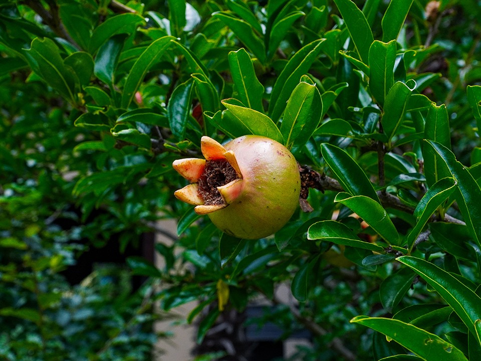 Бананы, манго и гранаты: экологи из Африки оценили теплицу в Солнечногорске