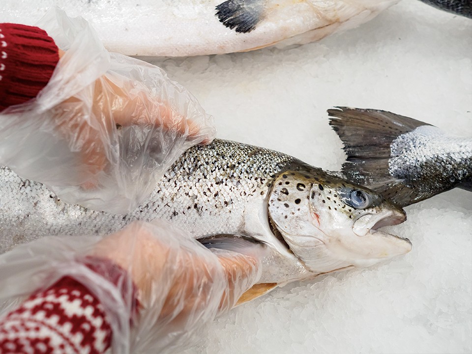 Доведут до цирроза и рака: как не заразиться паразитами при употреблении рыбы и икры