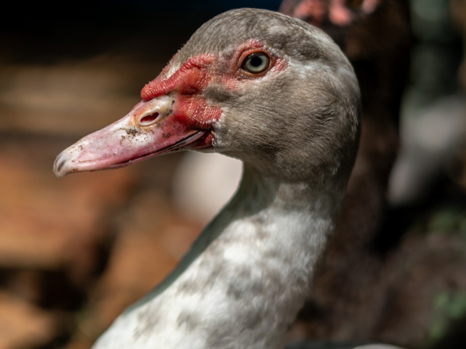 Лавандового селезня «задержали» на станции Малаховка