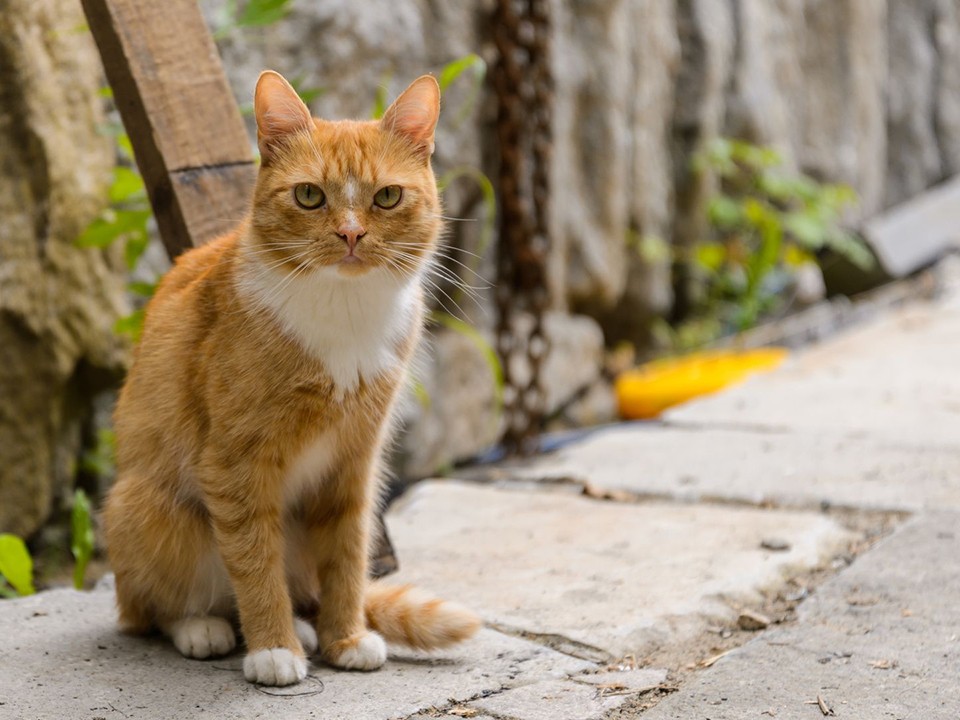 Потерявшегося «директора магазина» ищут в Красноармейске