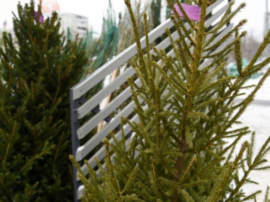 Елка на все 100: важные советы, как выбрать зеленую новогоднюю «красавицу», чтобы она радовала все праздничные дни