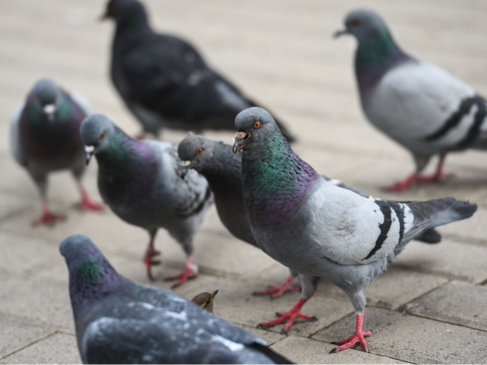 Голубиный конфликт: жители подмосковного ЖК требуют прекратить кормление птиц