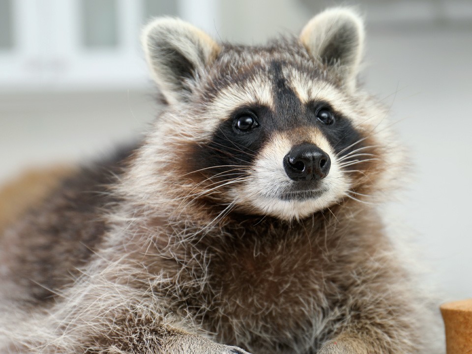 В городе ищут сбежавшего домашнего енота