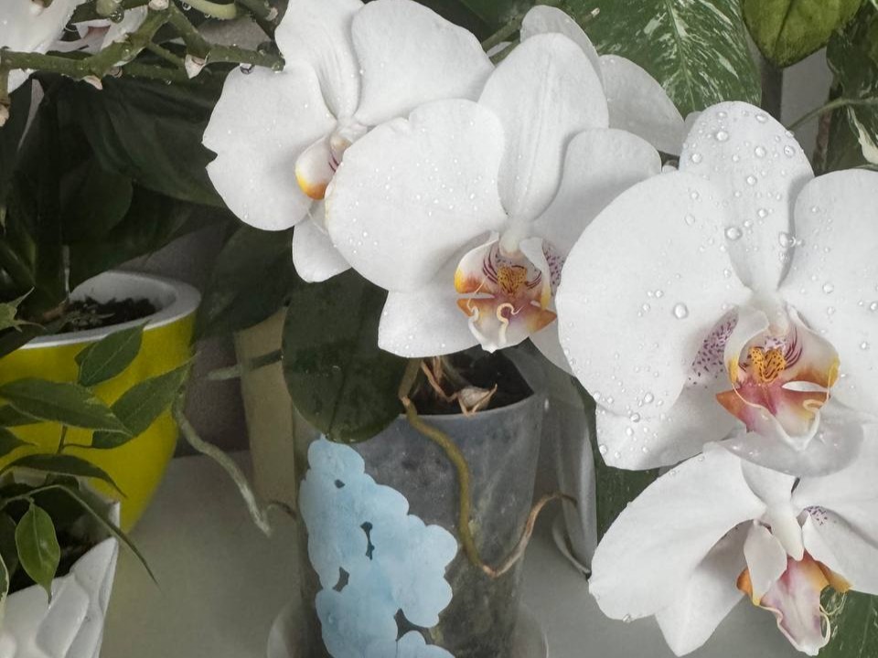 Что подарить на Новый год тем, кто обожает домашние цветы