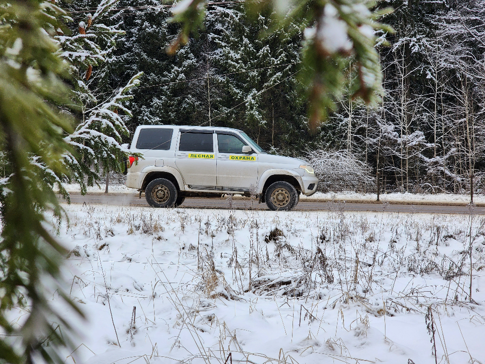Бородинский лес становится чище и безопаснее: важные изменения грядут