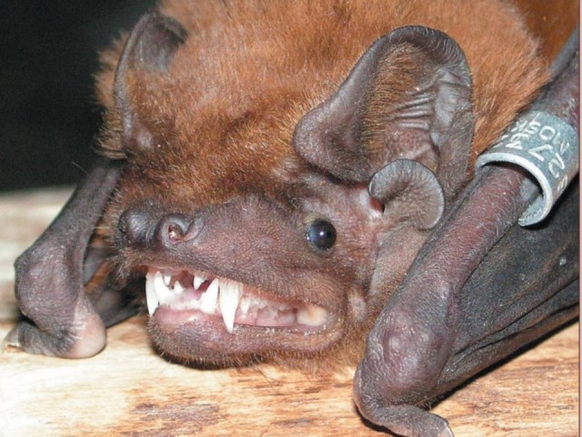 Таинственная соседка: редкую гигантскую летучую мышь видели в лесах у Истры