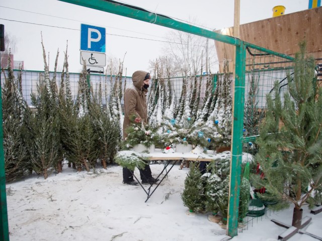 Где в Щелкове можно купить ели, сосны и пихты к Новому году