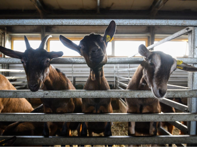 Агродеревни приготовили зимние развлечения: народные игры, рождественский вертеп и фотозоны ждут гостей до 20 января