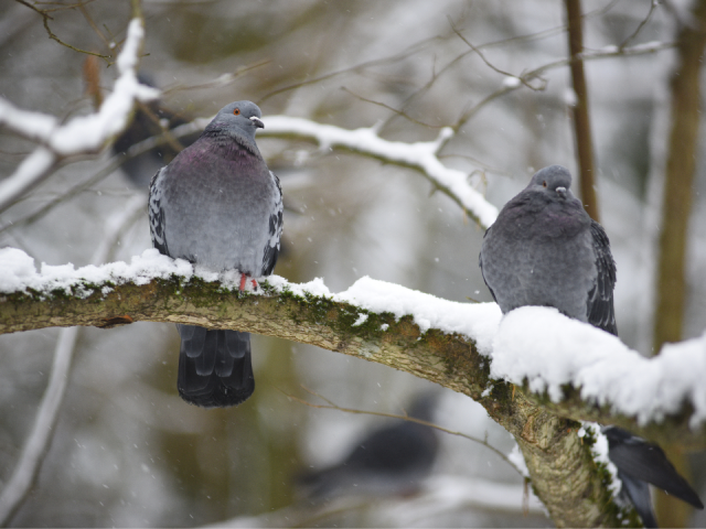 От снегопадов к январским морозам: синоптик обновил прогноз погоды до конца декабря в Подмосковье