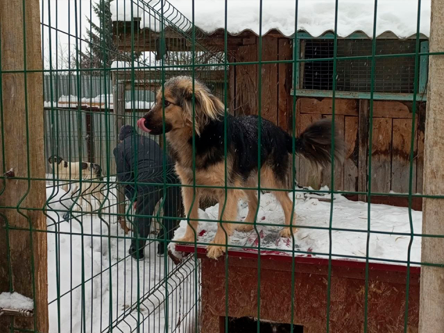 Волонтеры отряда «Крылья» собрали запас корма зарайскому приюту для животных