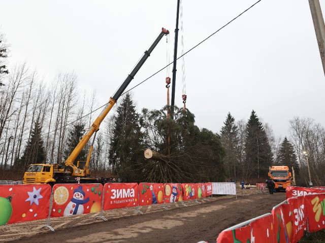 Главную новогоднюю ель страны спилили в Рузе и доставят в Кремль