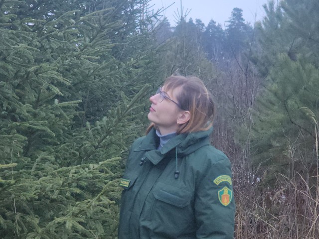 Операция «Елочка»: что грозит за незаконную вырубку сосен в волоколамском лесу