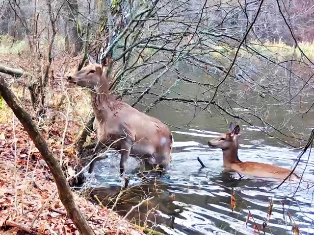 Олени‑диверсанты совершили дерзкий водный маневр на границе Приокско-Террасного заповедника