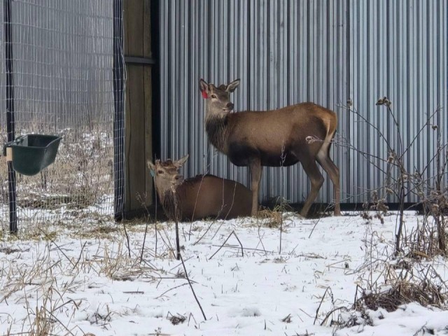 Лесные короли переезжают в Подмосковье: в Дмитрове создают уникальный бренд на основе разведения редких оленей