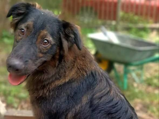 Рядом с Серебряными Прудами четвертый день ищут кобеля Мишу, сбежавшего после ДТП